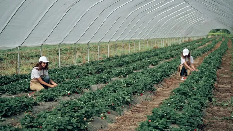 20260522 greenhouse shade nets.png